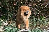CHOW CHOW 648